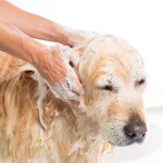 dog being bathed